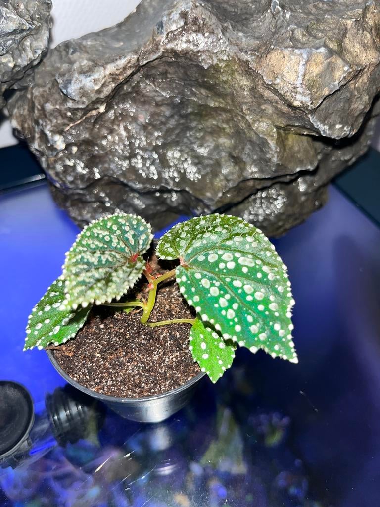 Begonia sp Tawau, Overige soorten, In pot, Minder dan 100 cm, Bloeiende kamerplant