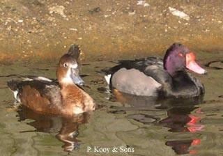 Peposaka eenden, Dieren en Toebehoren, Pluimvee, Meerdere dieren, Eend