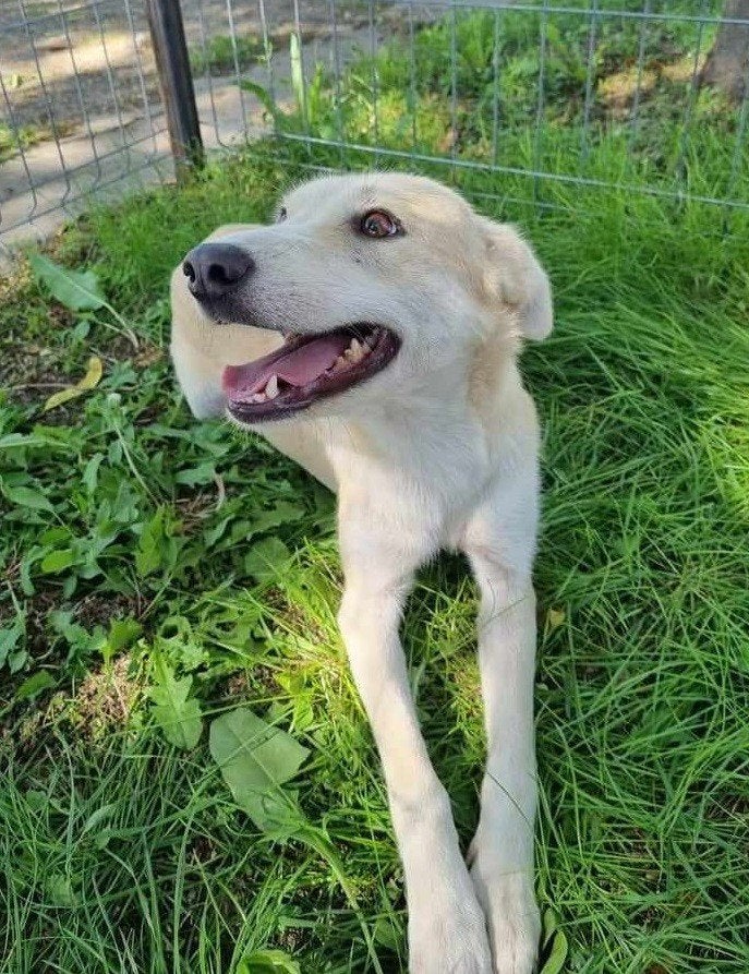 Lieve Xenia met een hart van goud ter adoptie!, Dieren en Toebehoren, Honden | Niet-rashonden, Particulier, Buitenland, Teef, Parvo