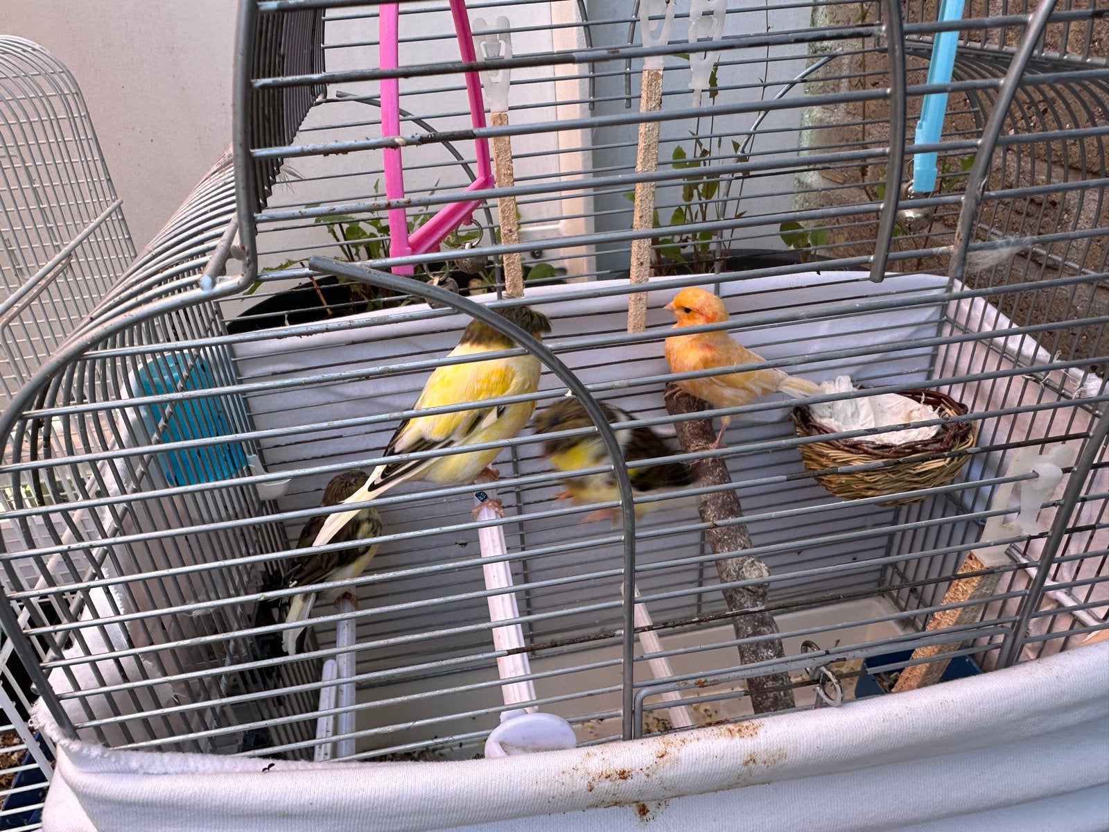 Kanaries, Meerdere dieren, Kleurkanarie