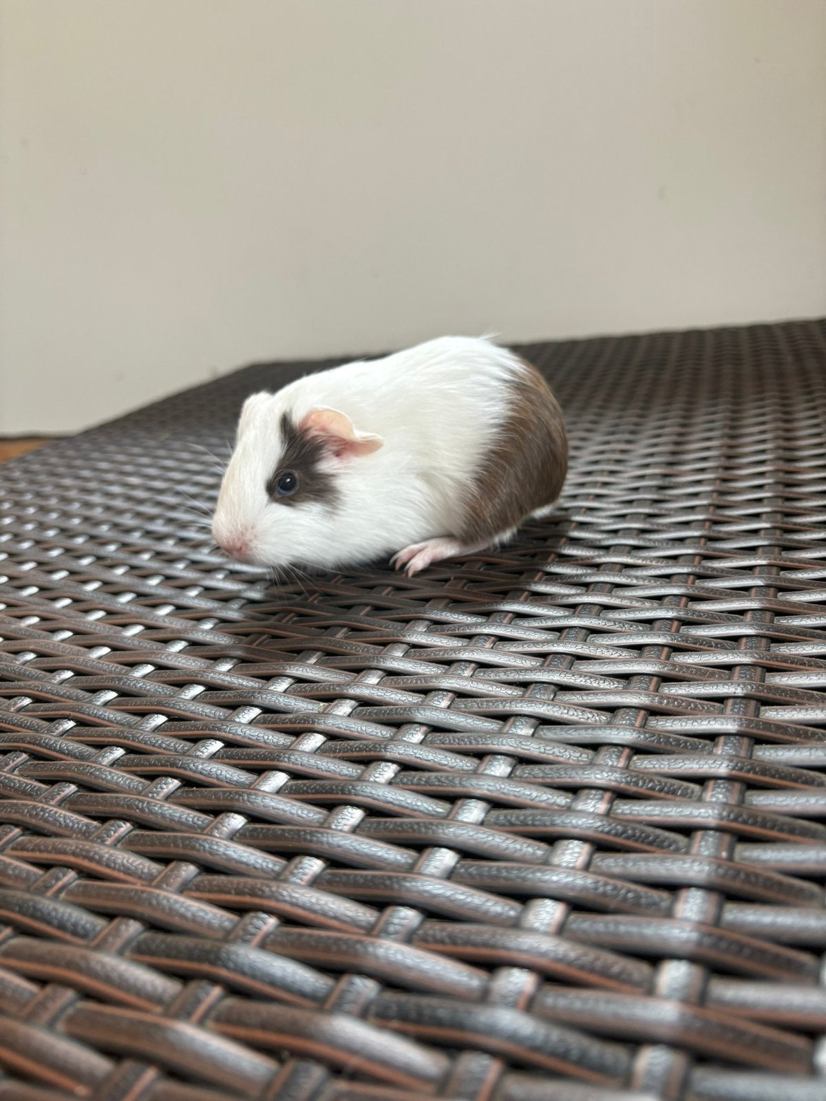 Lieve Schimmel cavia beertjes glad haar te koop, Cavia, Augustus, Mannelijk, Tam