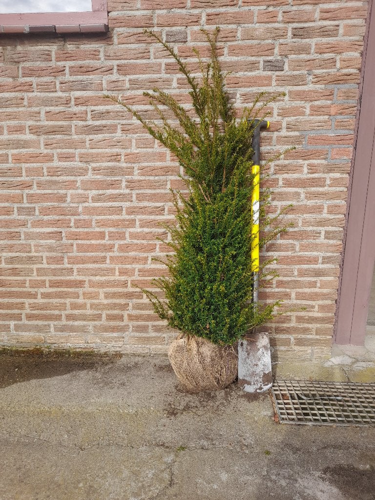 Taxus baccata, Ophalen, Taxus, Minder dan 100 cm