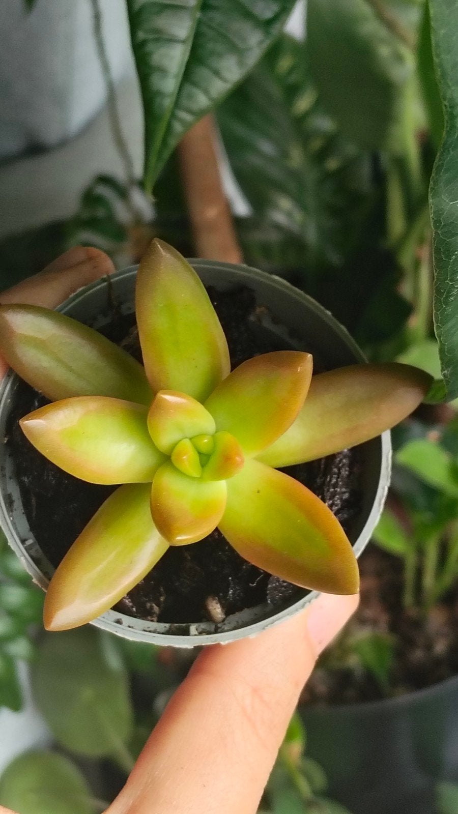 Sedum Adolphi, Vetplant, Ophalen of Verzenden, In pot, Minder dan 100 cm