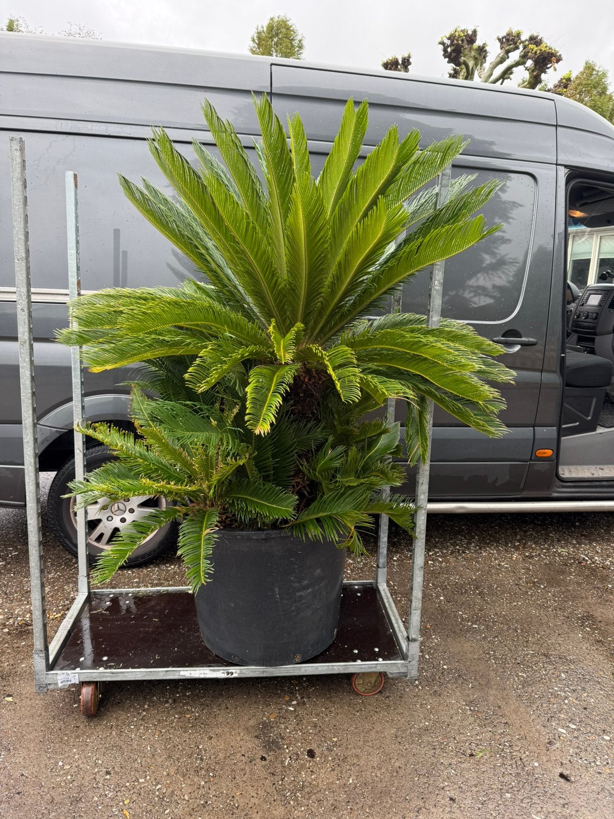 Cuscas revoluta zeer grote plant uniek item prijs, Volle zon, Vaste plant, Bloeit niet, Ophalen