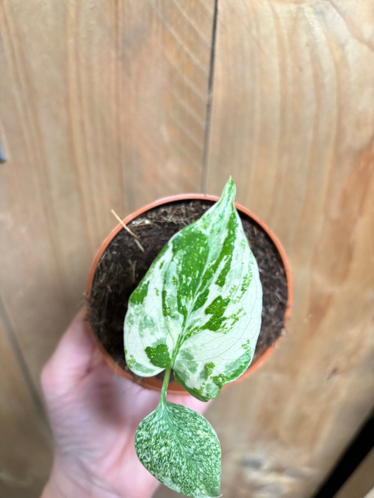 Monstera variegata plant albo white wit bulbasaur noid, Huis en Inrichting, Ophalen of Verzenden, Halfschaduw, Minder dan 100 cm