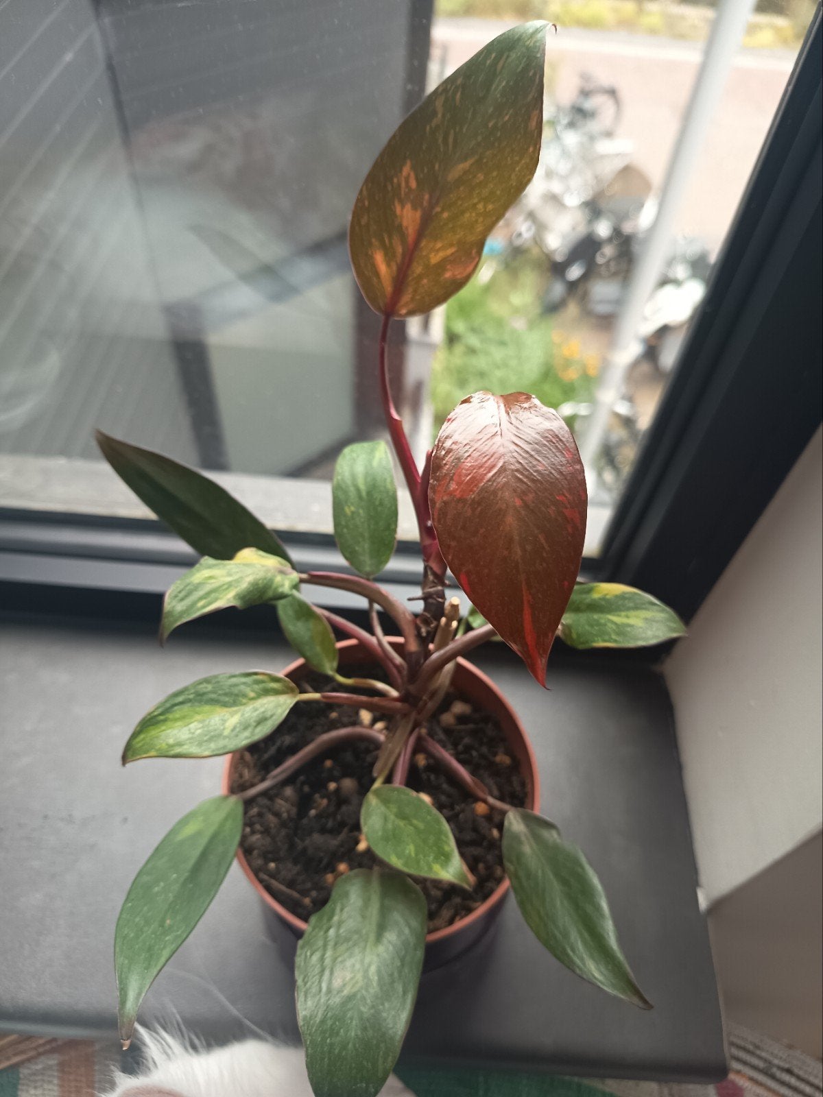 Philodendron orange Princess {Zeldzame kamerplant}, Huis en Inrichting, Kamerplanten, Ophalen