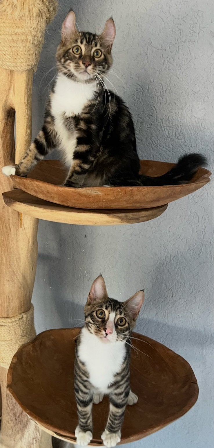 ️ Sociale Tigrett kittens ️, Kater, Gechipt, 0 tot 2 jaar