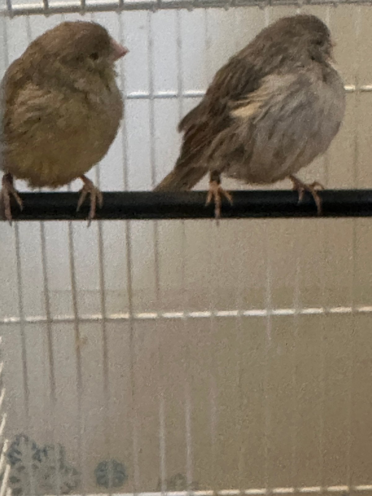 Geel agaat en rood agaat  mozaiek kanaries koppel met kooi, Meerdere dieren, Dwergpapegaai of Agapornis