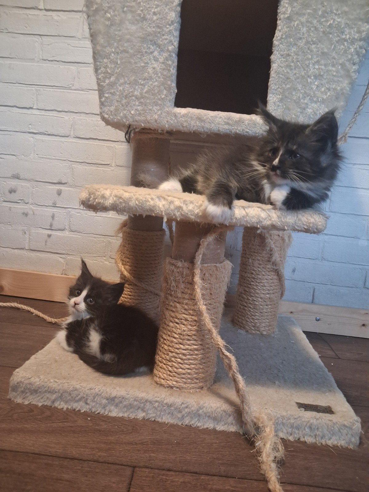 Super mooie Maincoon/Noorse Boskat kittens, Meerdere dieren, Langharig, 0 tot 2 jaar