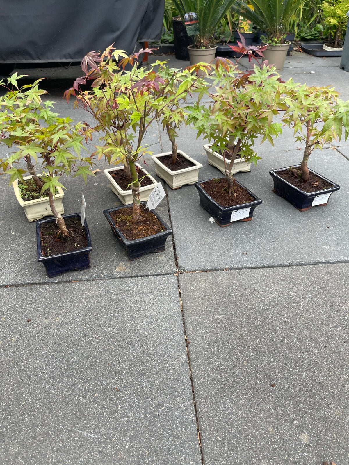 Diverse Acer Palmatum Bonsai - Japanse Esdoorn, Tuin en Terras, Vaste plant, Bloeit niet, Halfschaduw, Ophalen