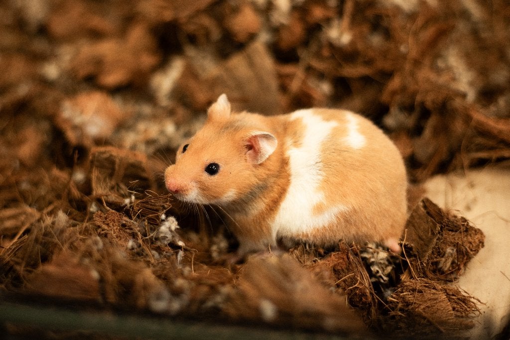 Goudhamsters | Jonge hamsters | Goed tam te maken, Dieren en Toebehoren, Knaagdieren, Hamster, Juni, Vrouwelijk, Tam