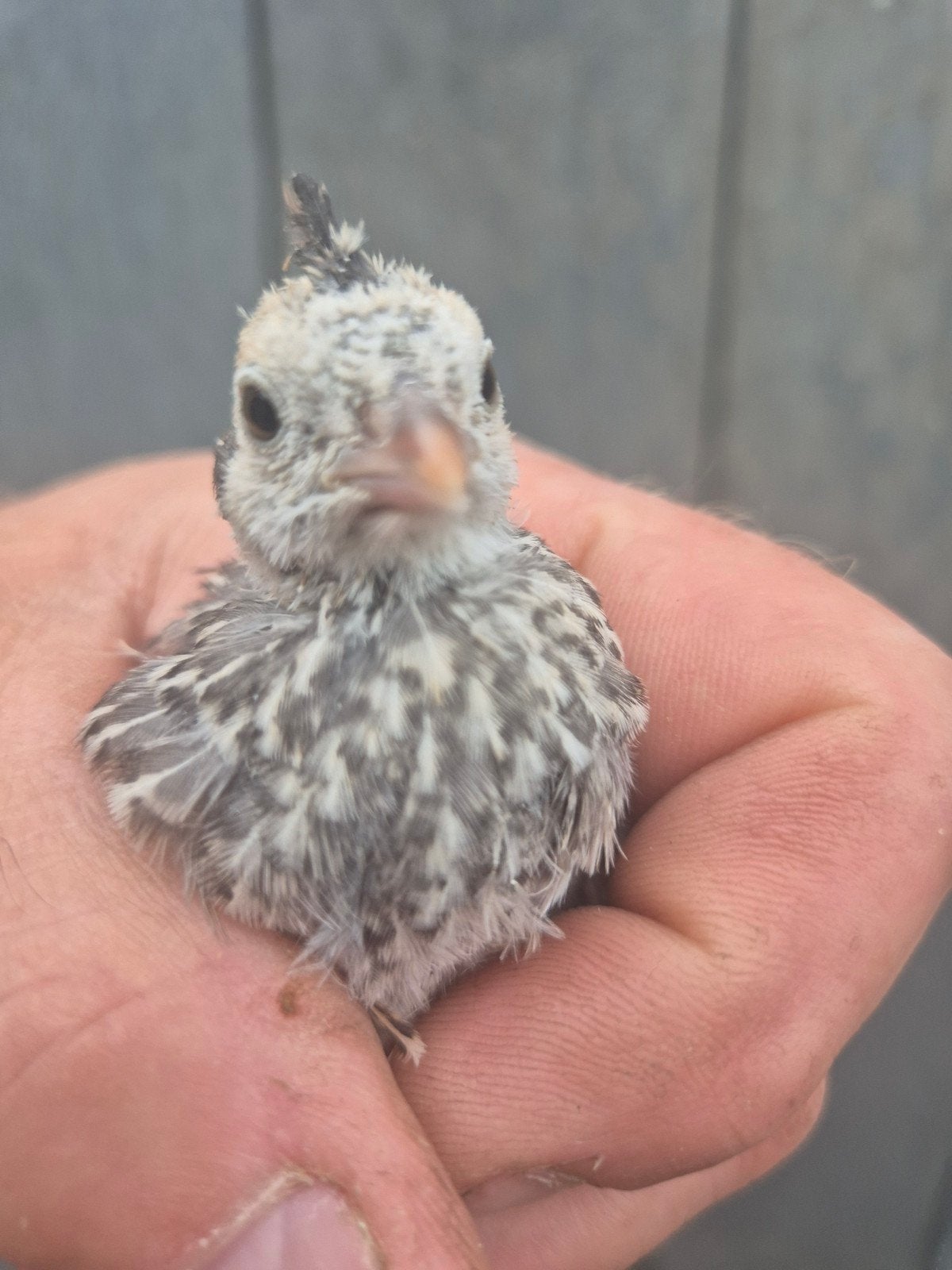 Californische kuifkwartel kuikens, Geslacht onbekend