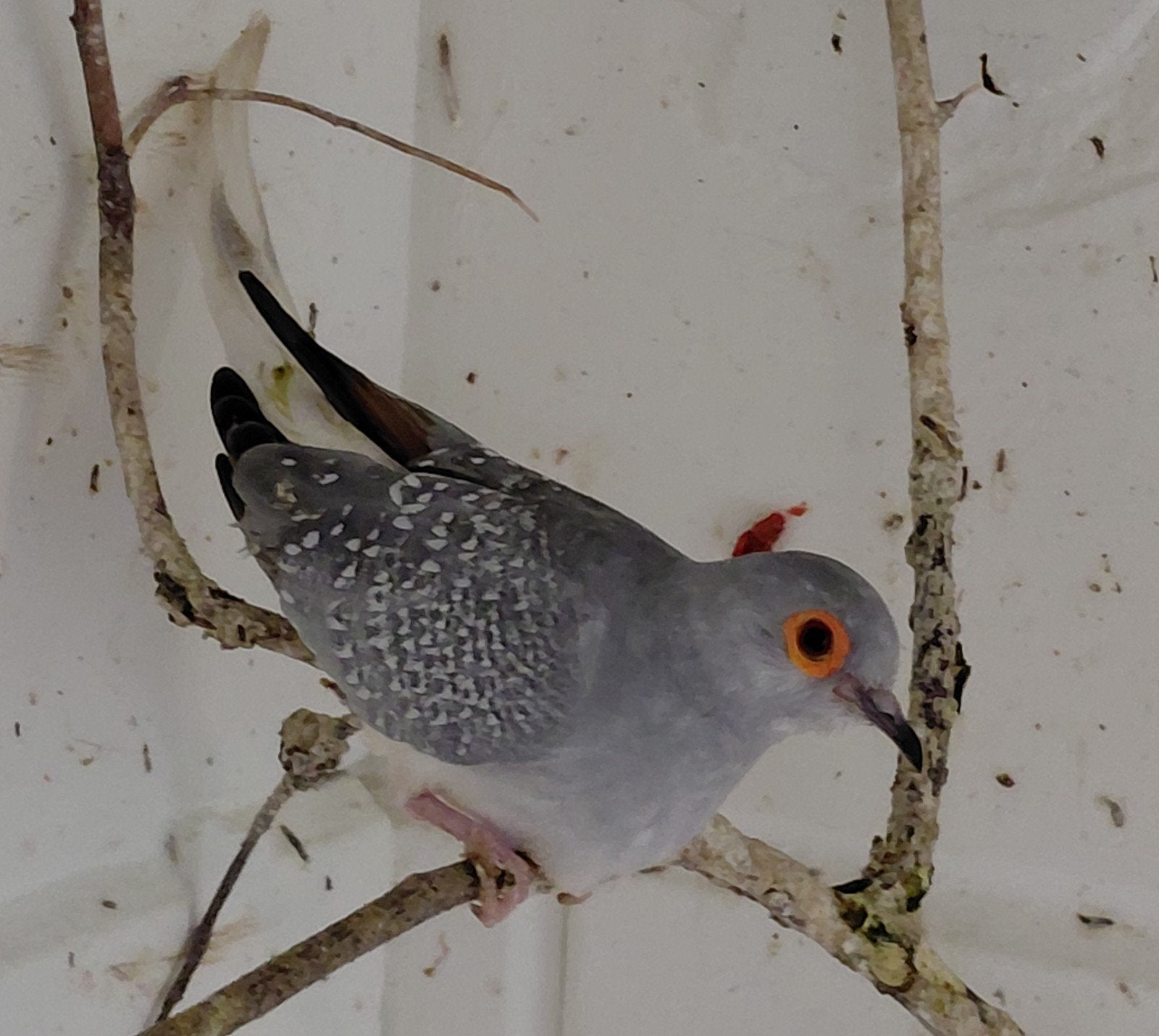 diamantduifjes (2026), Dieren en Toebehoren, Meerdere dieren, Tam
