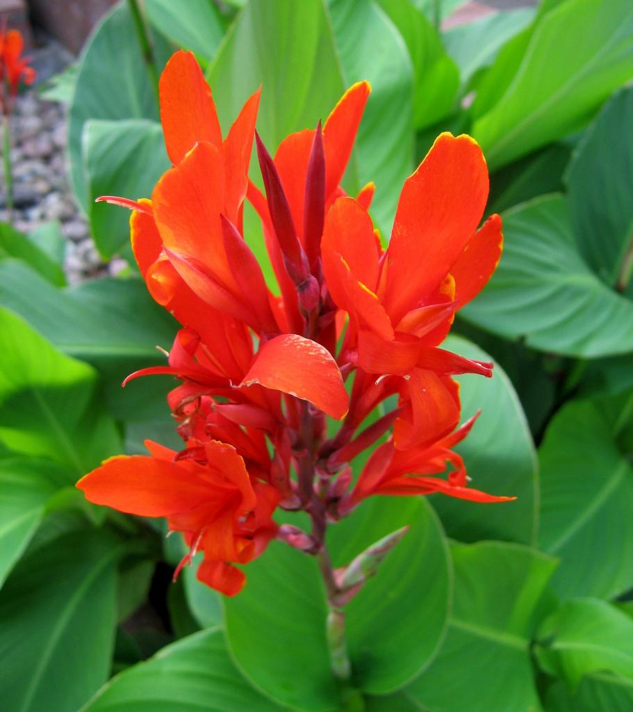 10 x Canna Indica (red) zaden, Ophalen of Verzenden, Volle zon