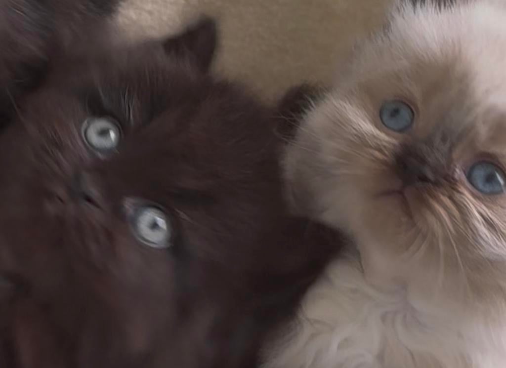 Prachtige langhaar kittens te koop, Poes, 0 tot 2 jaar