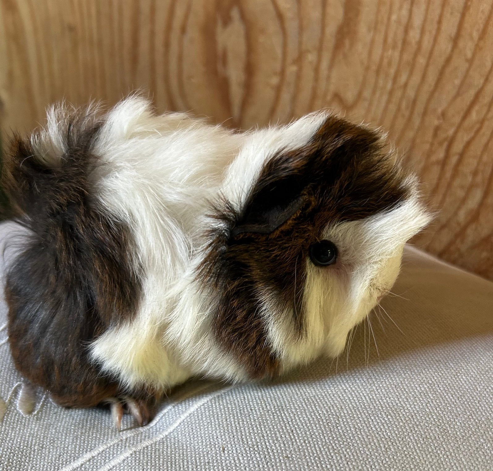 Jong cavia vrouwtje Peruvian, Dieren en Toebehoren, Juni, Vrouwelijk, Cavia