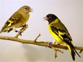 Zwartkopsijs broedkoppel + jongen, Meerdere dieren, Geringd