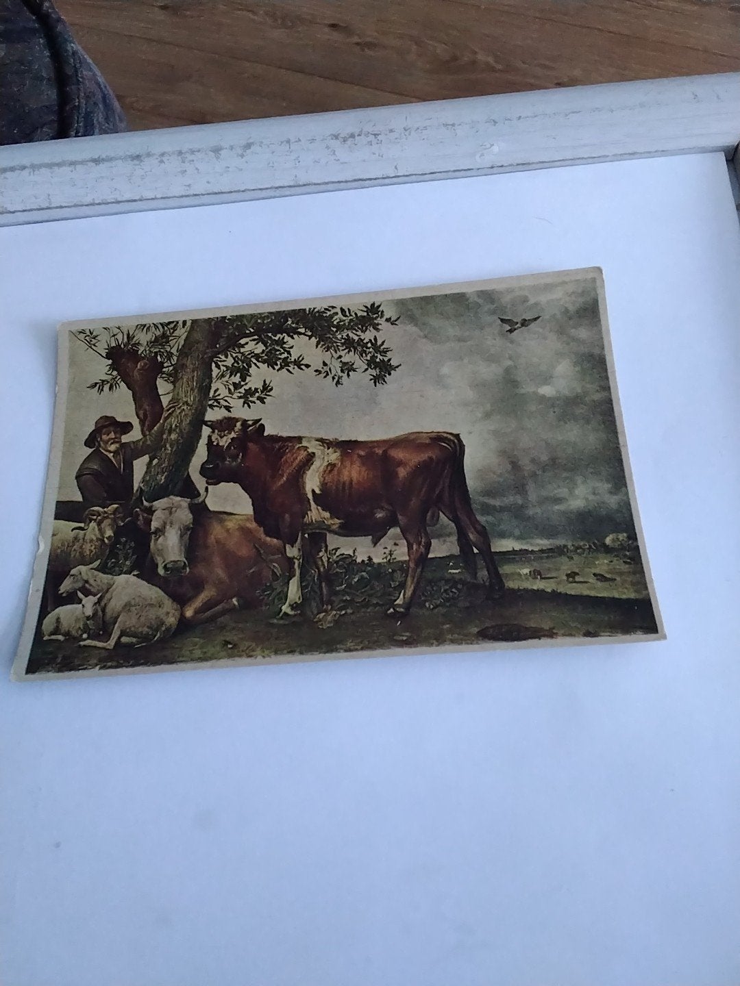 PAULUS. POTTER.  DE JONGE STIER, Ophalen of Verzenden, 1980 tot heden