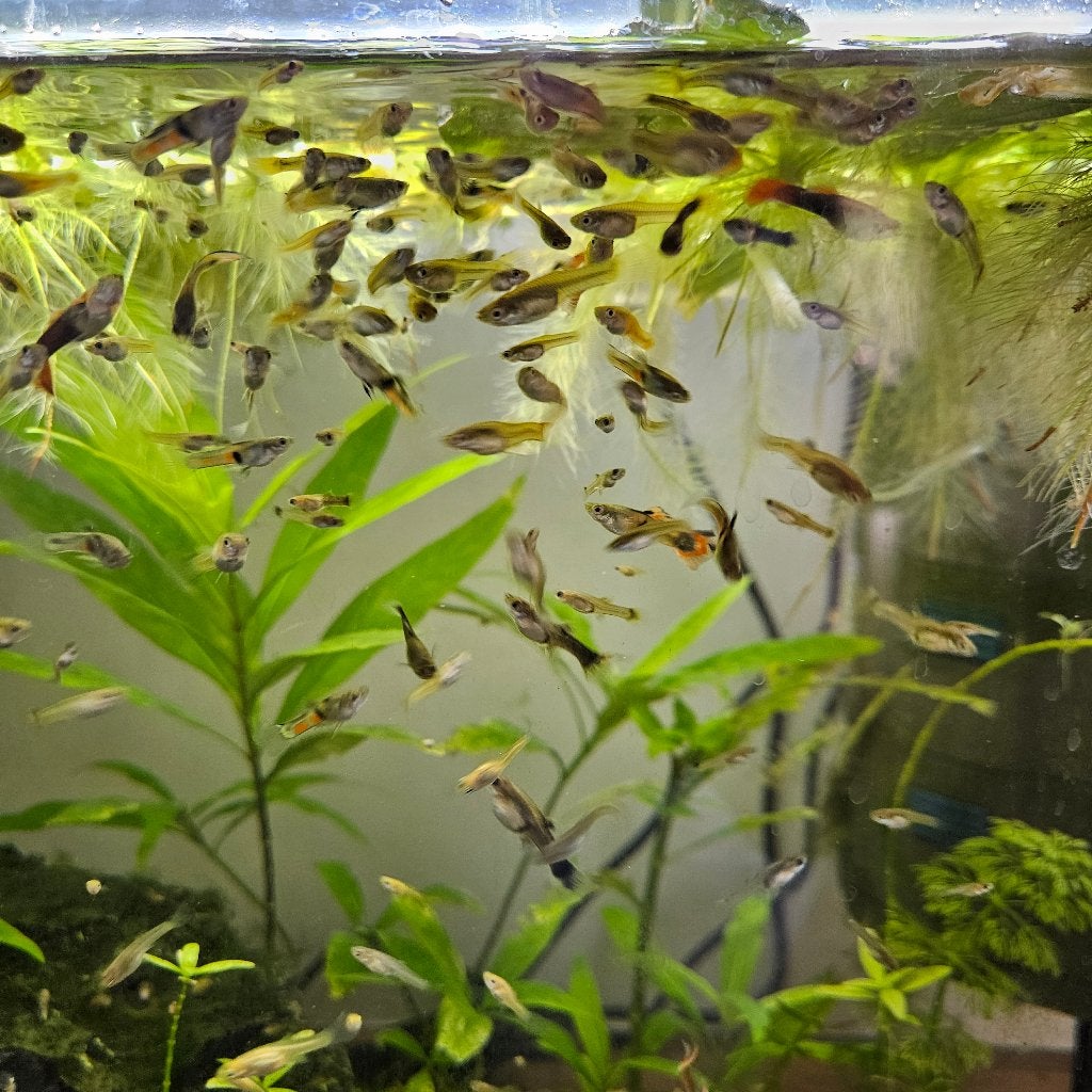 Guppy's, Vis, Zoetwatervis, Schoolvis