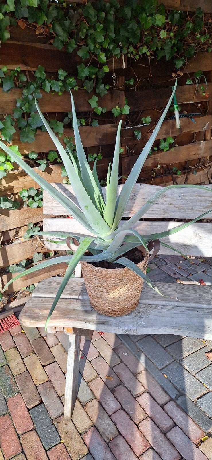 Grote Aloë Vera Plant in Mand, Tuin en Terras, Volle zon, Vaste plant, Bloeit niet, Ophalen