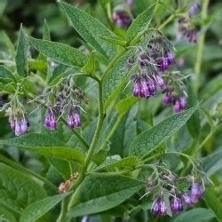 Russische smeerwortel (bocking 14), Ophalen, Overige soorten, Volle zon
