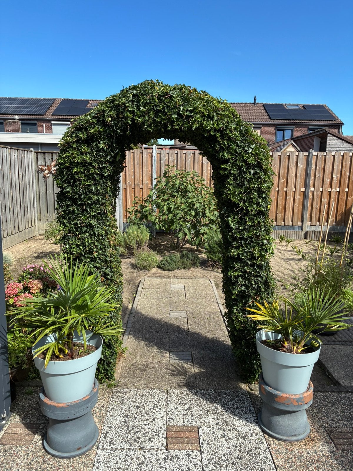 Hedera klimop met stalen tuinboog groenblijvend, Ophalen, Vaste plant, Bloeit niet, Halfschaduw