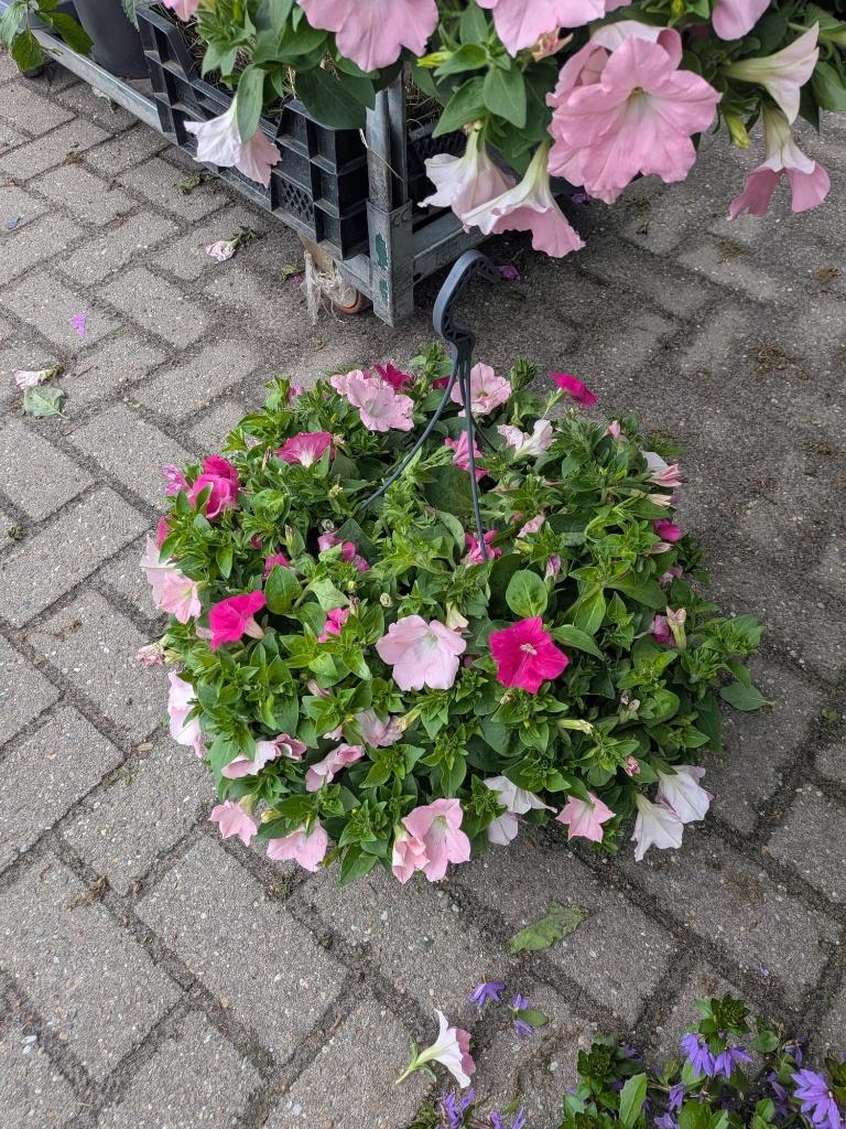 Voorjaar/zomer hangers 1-jarige, Tuin en Terras, Volle zon, Eenjarig, Lente, Ophalen