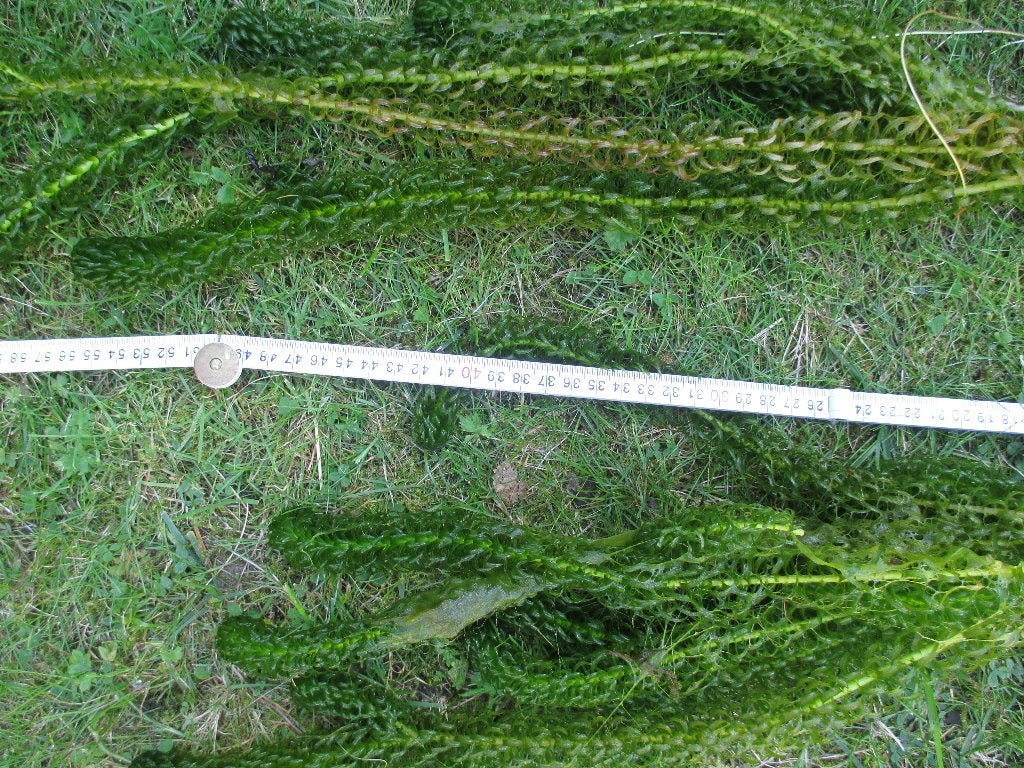 Bosjes waterpest voor vijvers, Ophalen