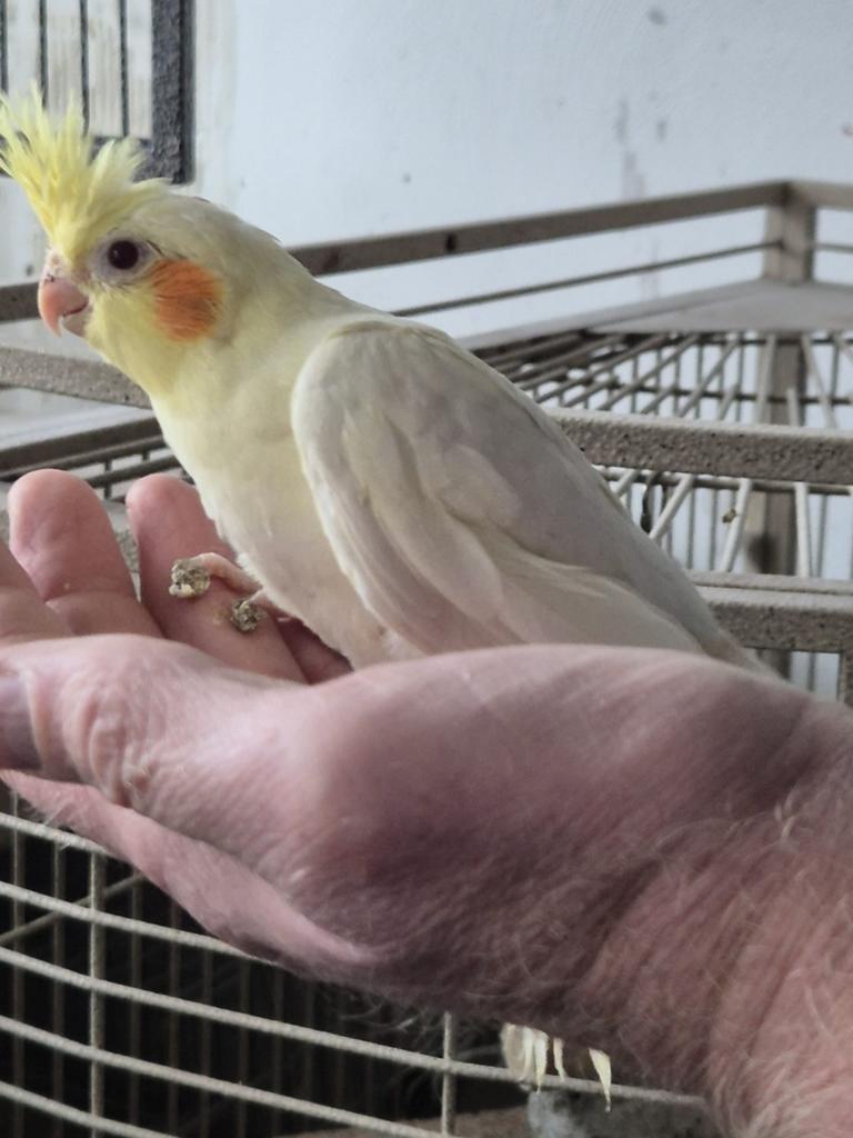 Jonge lutino valkparkiet, Dieren en Toebehoren