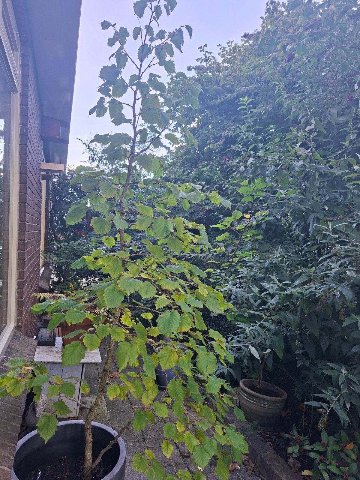 Grote volwassen Hazelaar, Ophalen, Overige soorten