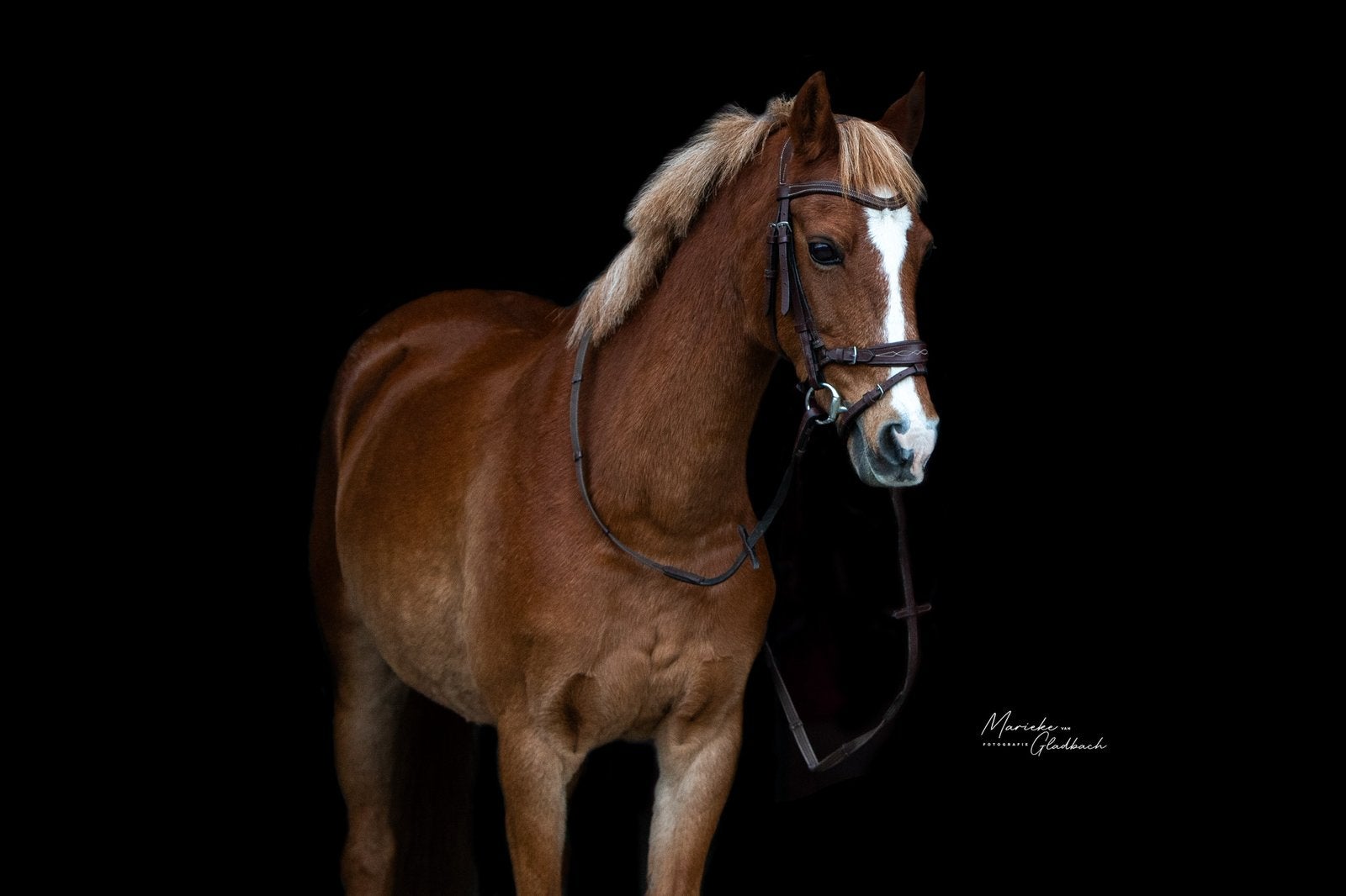 Gouden beginnerspony, Dieren en Toebehoren, B, C pony (1.27m tot 1.37m), 11 jaar of ouder, Recreatiepony