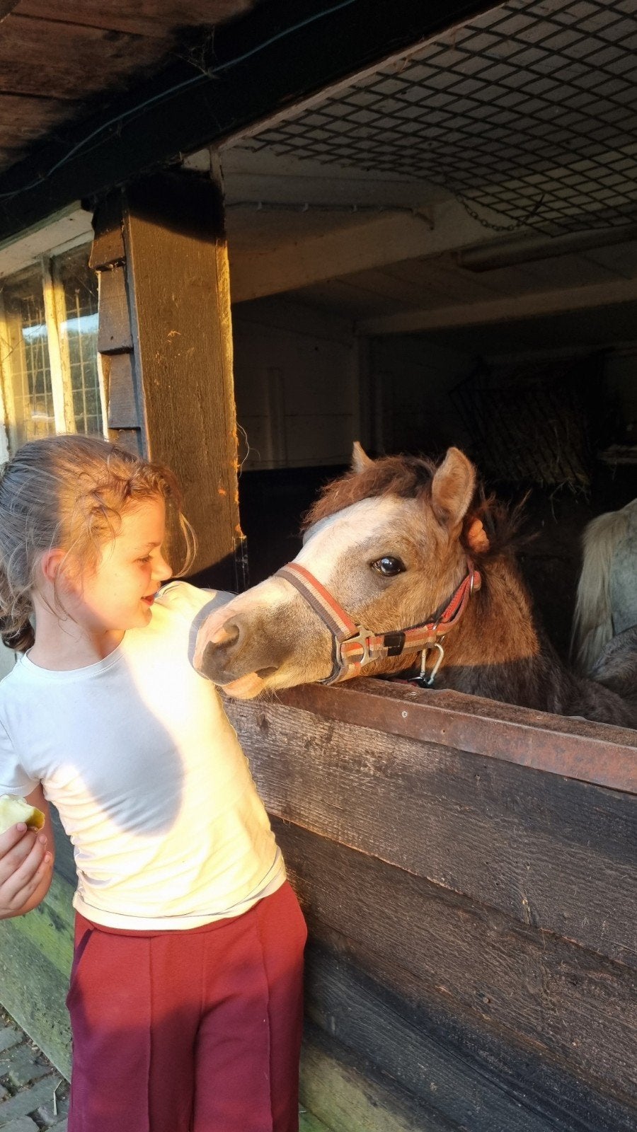 leuke jonge ponys, Dieren en Toebehoren, Ruin, A pony (tot 1.17m), Met stamboom, 0 tot 2 jaar