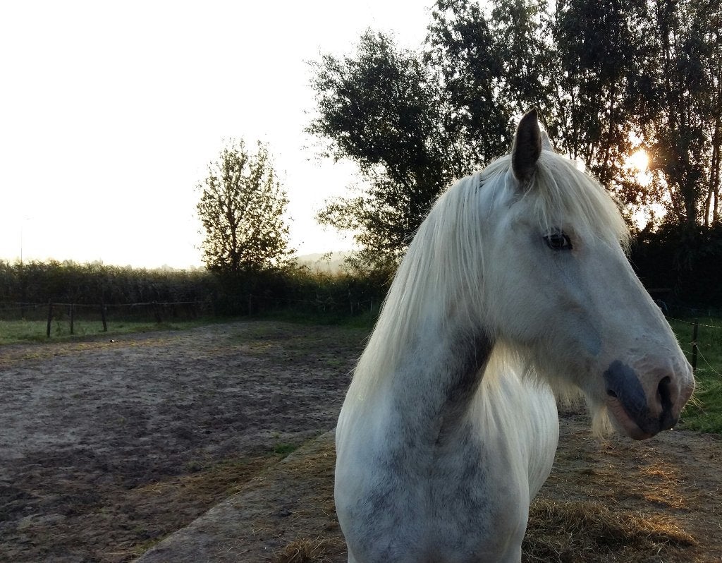 stalling met weidegang, Weidegang, 1 paard of pony