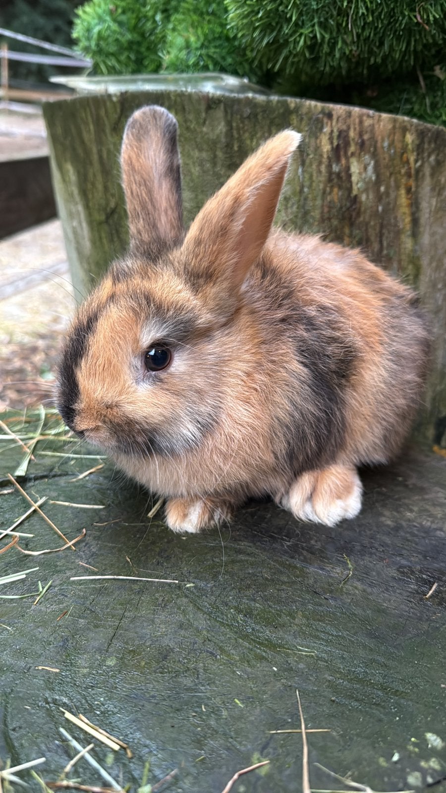 Half satijn kleurdwerg, Dieren en Toebehoren, Konijnen, Vrouwelijk, Dwerg