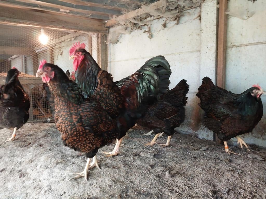 Barnevelder dubbelgezoomd groot, Dieren en Toebehoren, Meerdere dieren, Kip