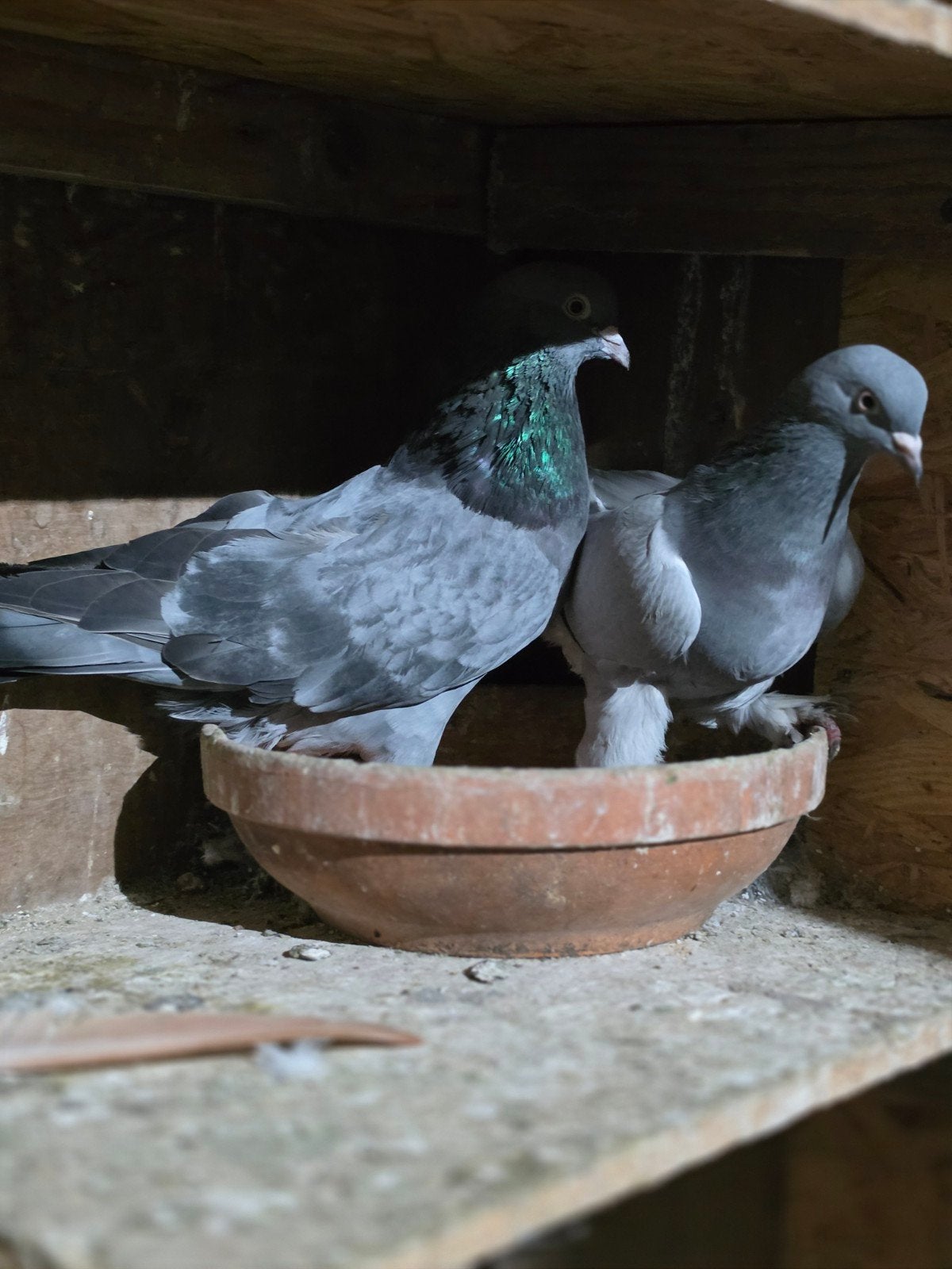 een koppel duiven, Dieren en Toebehoren