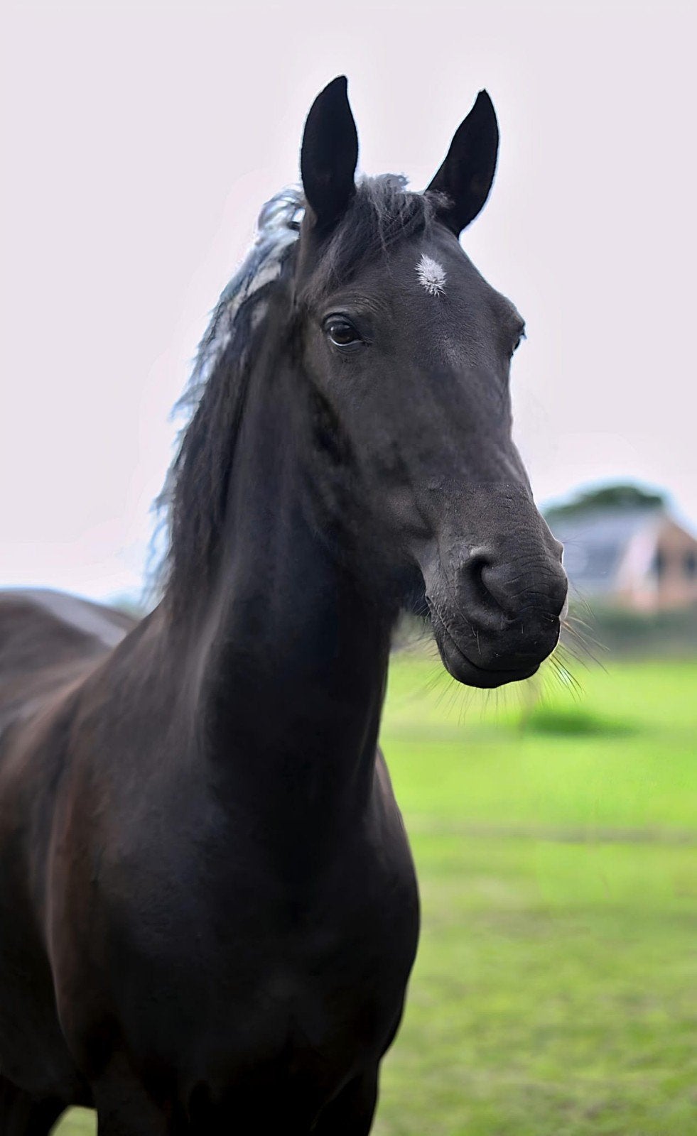 🐴Knappe 10 jarige merrie️ grote stevige D-Pony☘️recreatieve, Dieren en Toebehoren, B, 7 tot 10 jaar, Recreatiepony, D pony (1.37m tot 1.48m)