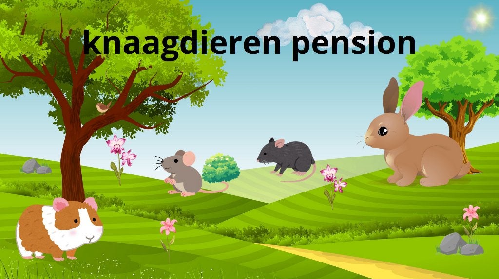 Knaagdieren pension, Dieren en Toebehoren, Knaagdieren, Mei, Cavia
