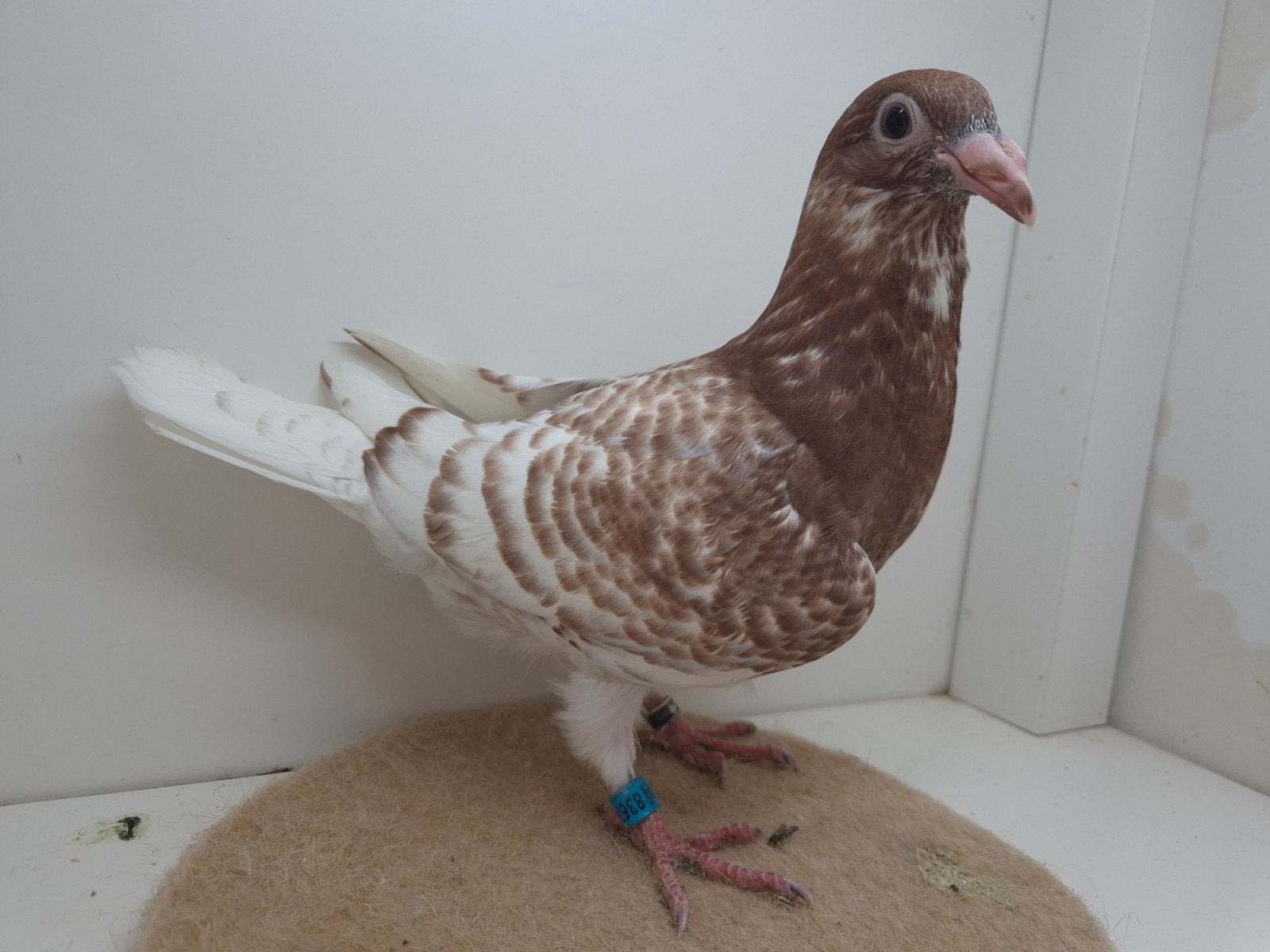 Kleurpostduif kleurpostduiven duiven, Meerdere dieren, Postduif