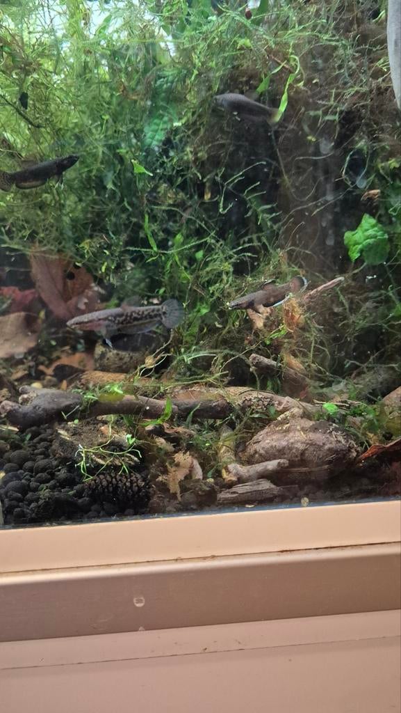 laatste 2 koppeltjes betta Albimarginata (Tarakan), Ophalen, Overige typen