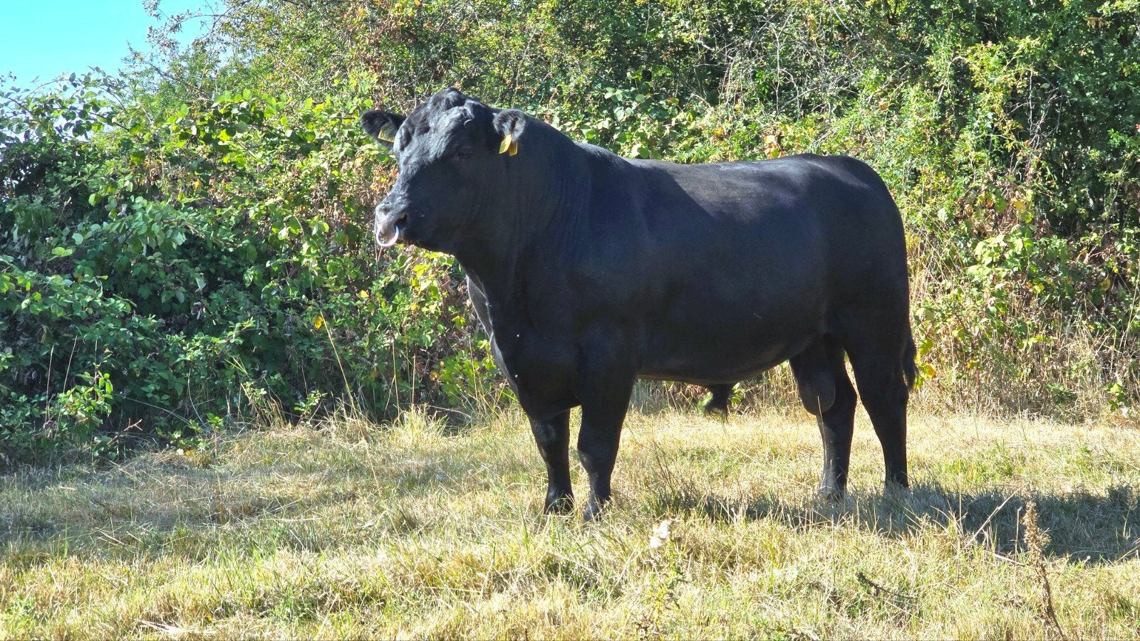 Black Angus dekstier, Dieren en Toebehoren, Mannelijk, 3 tot 6 jaar