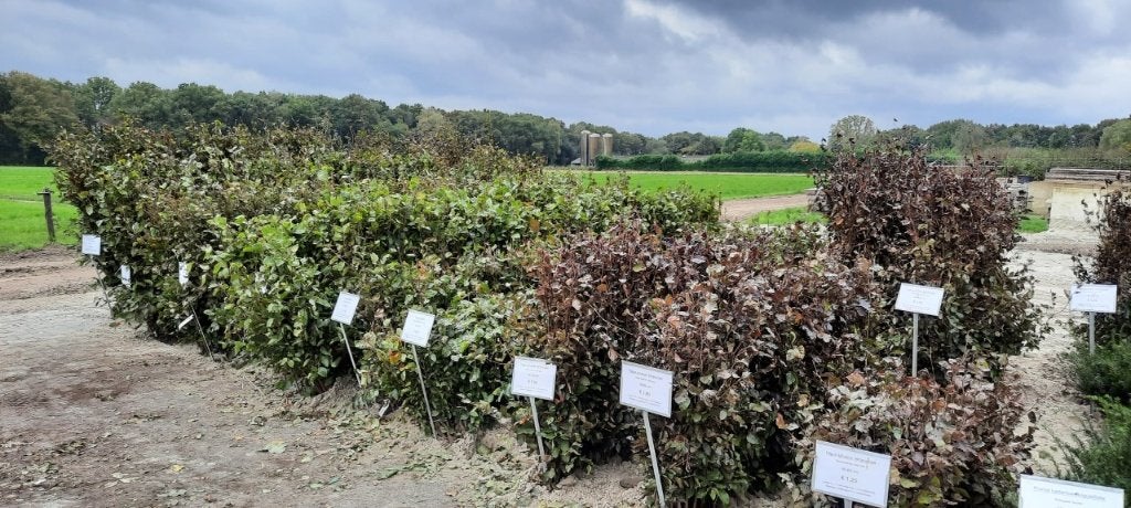 Beukenhaag, haagbeuk, beuken voor een haag!! Volop voorraad!, Ophalen of Verzenden, Beukenhaag, Struik, 100 tot 250 cm