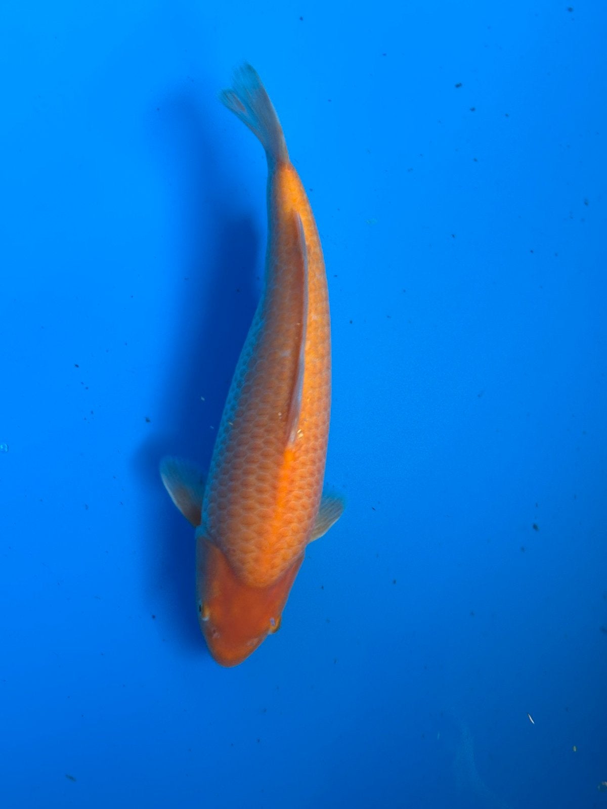 Mango karashi van dainichi, Dieren en Toebehoren, Karper of Koi