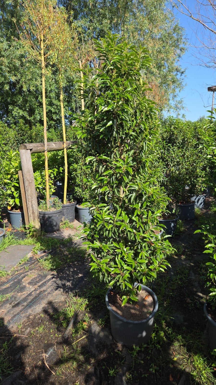 Portugese laurier 150/160hoog goed doorwortel, Tuin en Terras, Planten | Struiken en Hagen, Ophalen, Laurier, 100 tot 250 cm