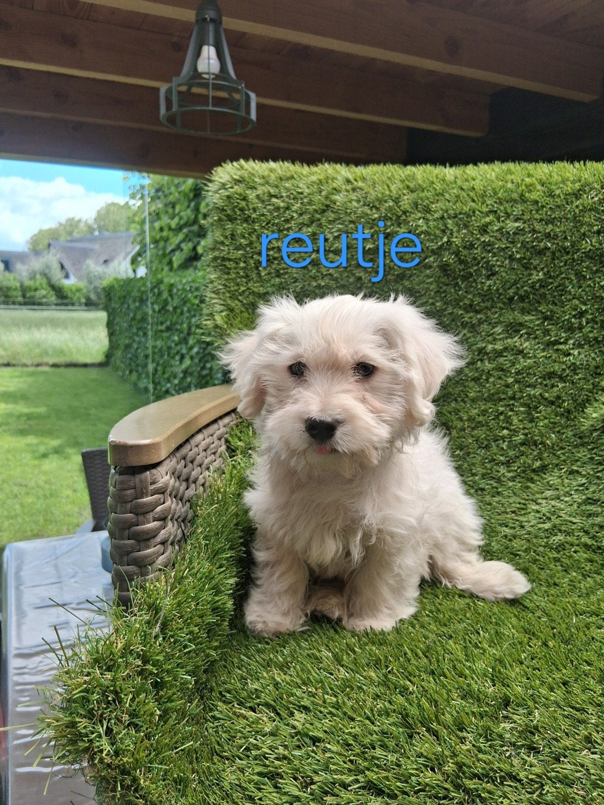 Te koop.mooie kleinblijvende speelse boomer pups, Parvo, Overige rassen, 8 tot 15 weken, Meerdere