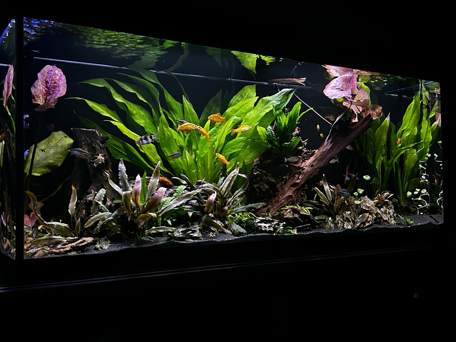 Aquarium juwel rio 240, Dieren en Toebehoren, Vissen | Aquaria en Toebehoren, Ophalen, Gebruikt, Leeg aquarium, Juwel