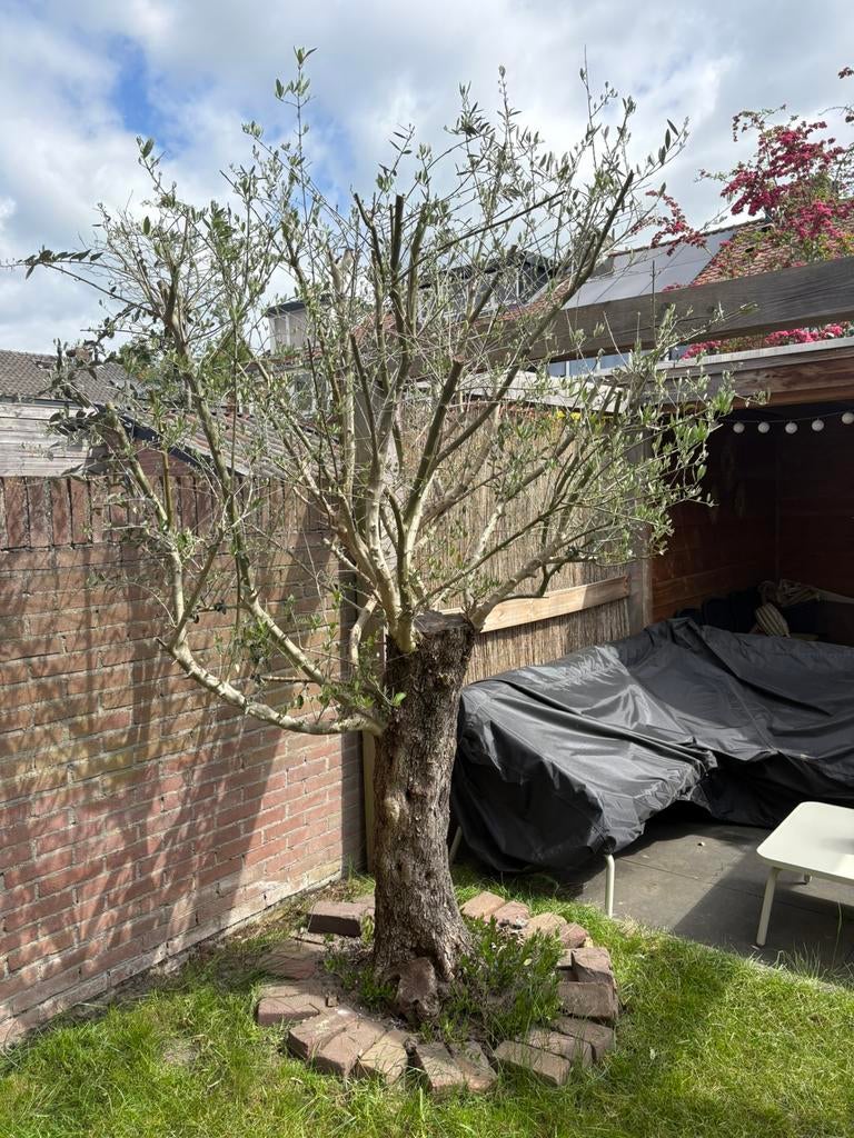 Olijfboom - ophalen Deventer - zelf verwijderen, Bloeit niet, 100 tot 250 cm, Olijfboom, Ophalen