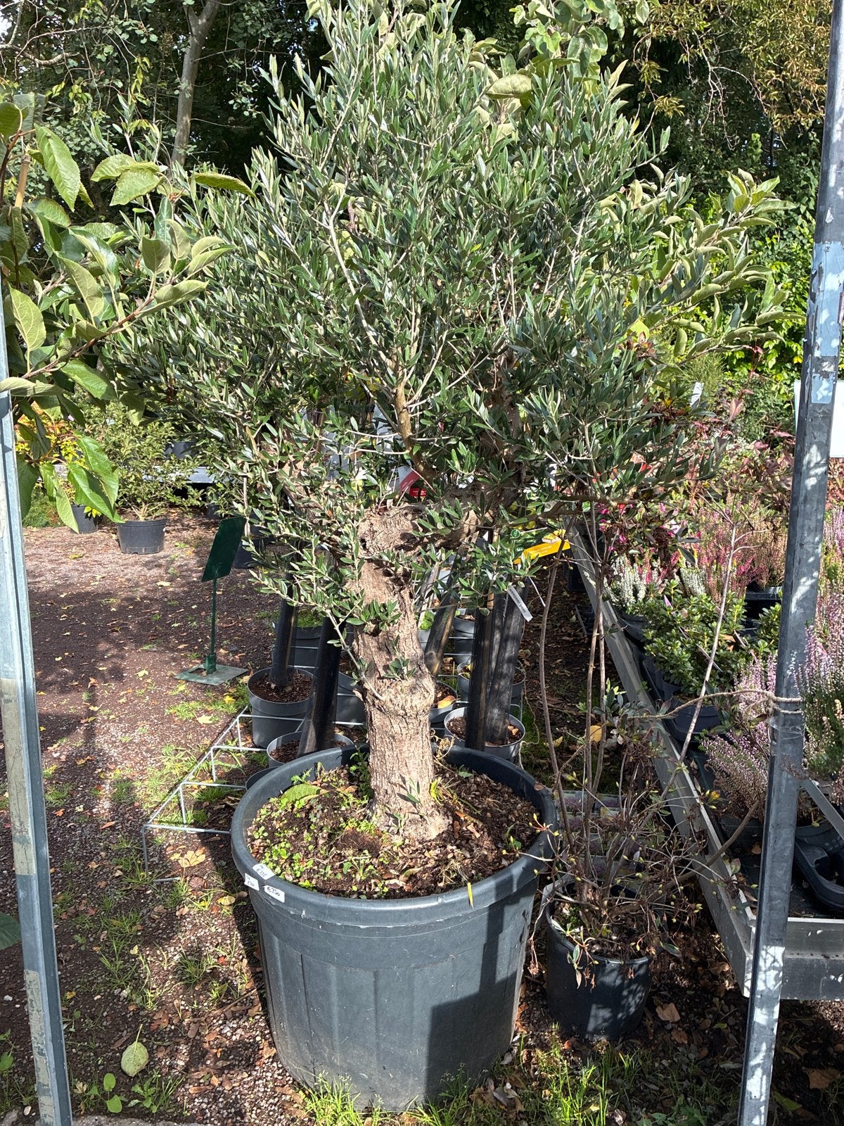 Mooie dikke Olijfboom - Nu 50% korting!, Lente, 100 tot 250 cm, Olijfboom, Ophalen