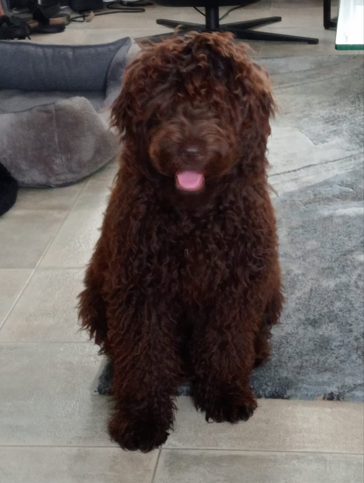 Gezocht nieuw huis/baasje voor onze lieve hond van 6 maanden, 15 weken tot 1 jaar, Reu, Parvo, Eén hond
