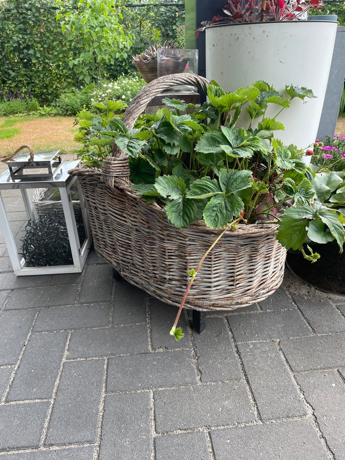 Grote rieten mand met aardbeienplanten, Overige materialen, Gebruikt, Ophalen of Verzenden, Binnen